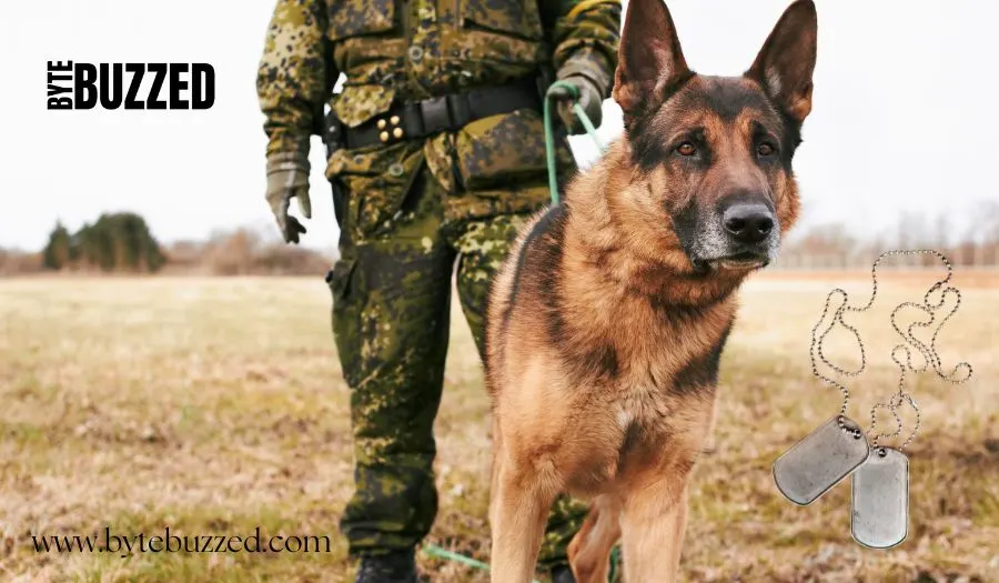 History Of Dog Tags For Military​